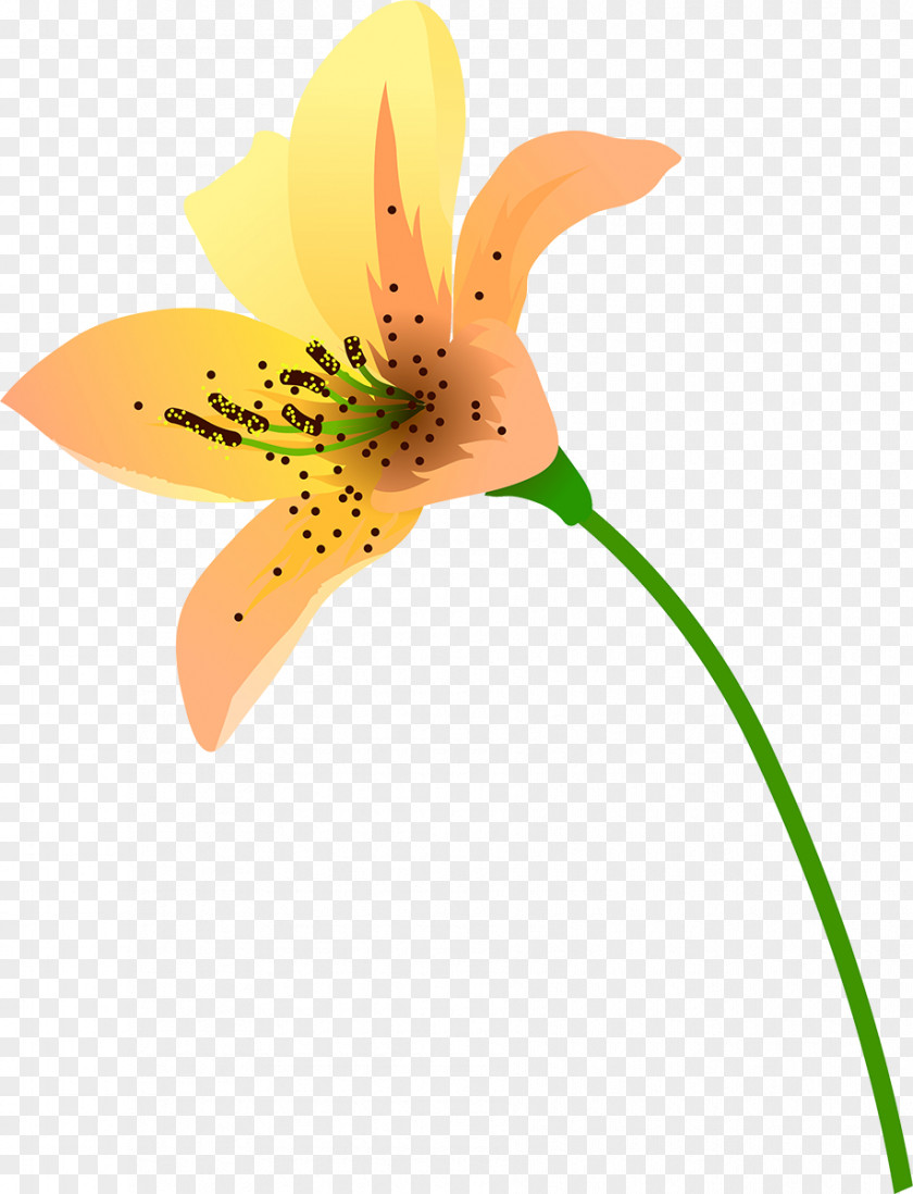 Plant Close-up Flowering Stem PNG