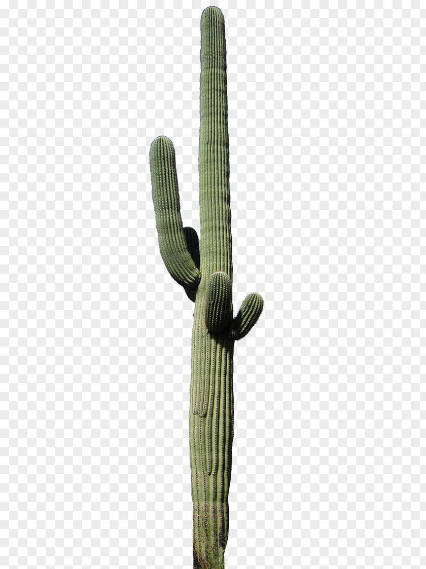 Saguaro Citroën Cactus M Plant Stem PNG