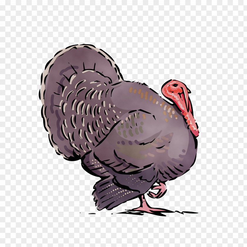 Turkey Wild Bird Cartoon Beak PNG