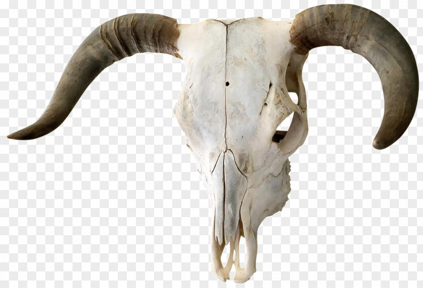 Bull Cattle Horn Skull Bone PNG