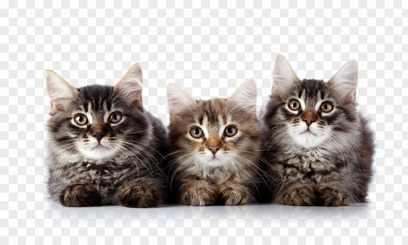 Cat Kitten Felidae Veterinarian Pet PNG