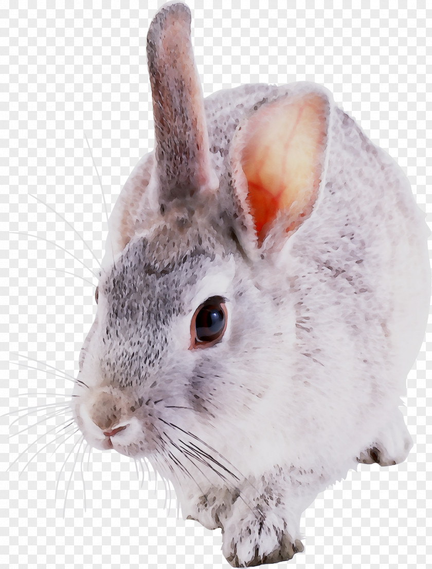 Domestic Rabbit Chinchilla Hare Whiskers Fur PNG