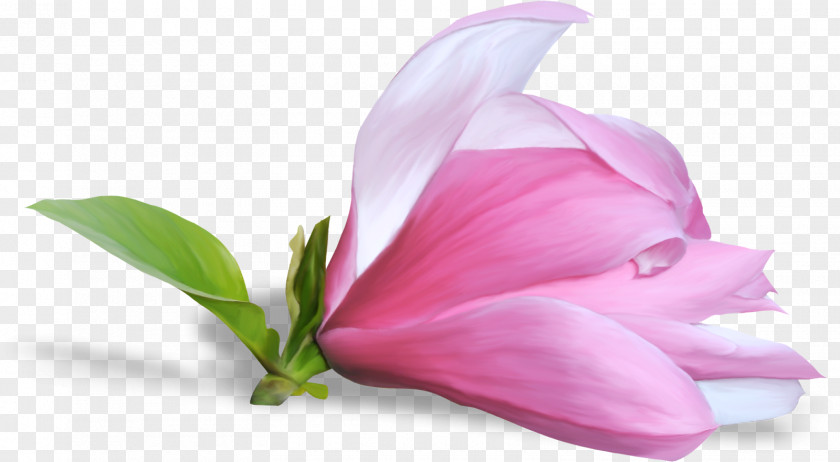 Lilac Flower Clip Art PNG
