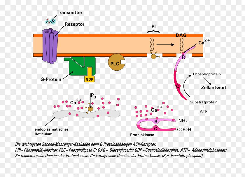 Mechanism Nicotinic Acetylcholine Receptor Second Messenger System PNG