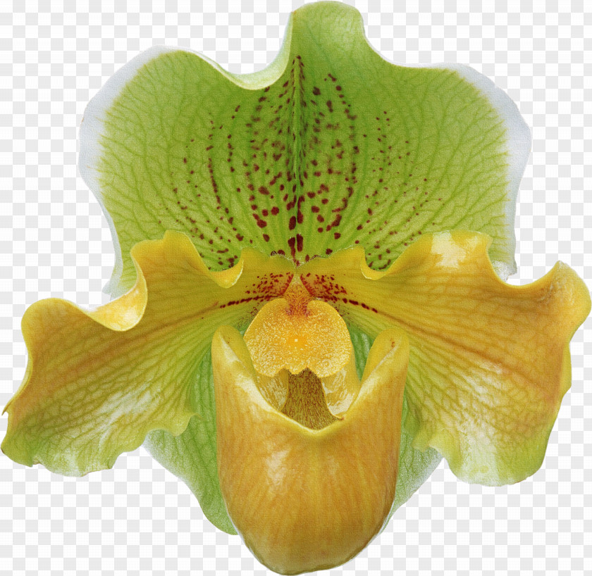 Orchid Flower Moth Orchids Paphiopedilum PNG