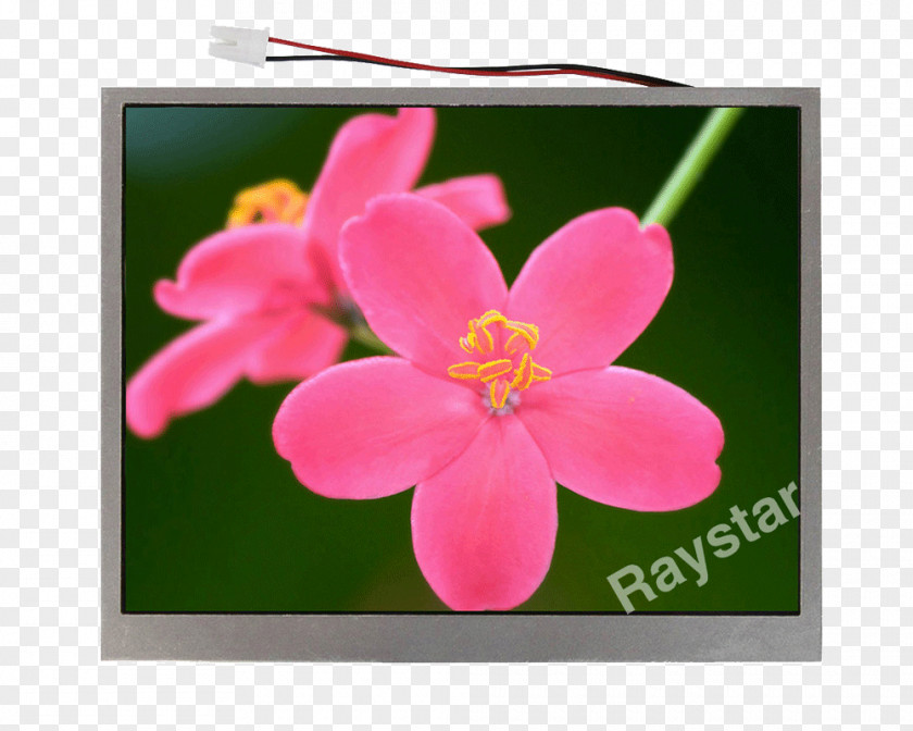 Plant Pink M Flowering RTV Wildflower PNG