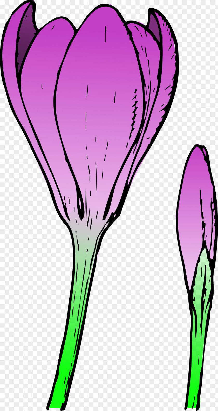Shenanigans Cliparts Bud Flower Crocus Clip Art PNG