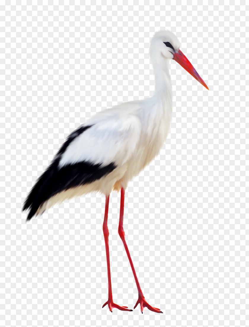 Stork Bird Heron PNG