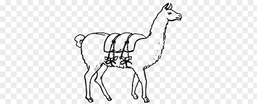 Camel Llama Inca Empire Инки. Быт, религия, культура Vicuña PNG