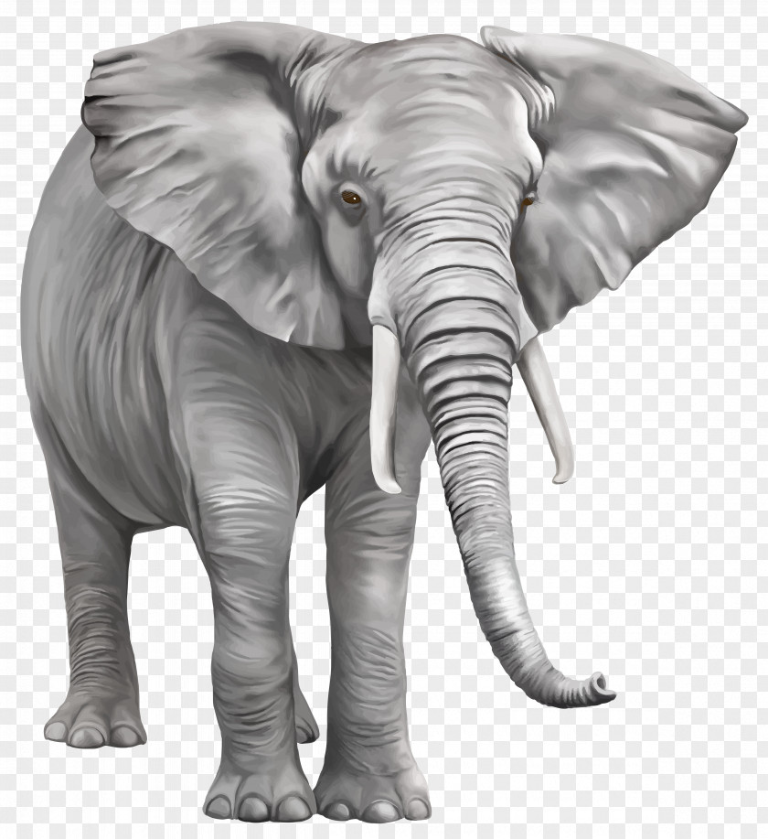 Elephant Free Download Indian Clip Art PNG