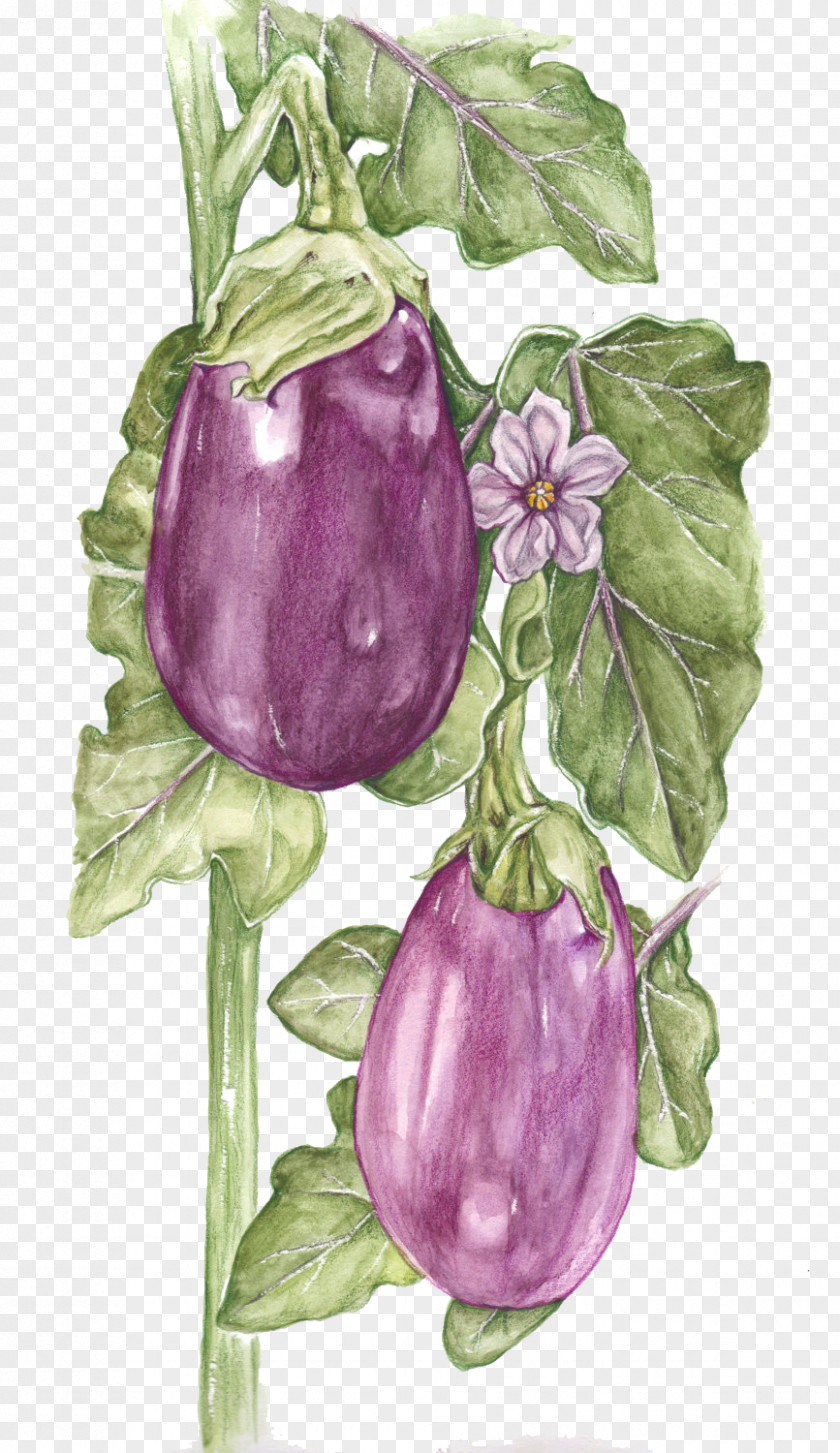 Hand-painted Eggplant Fruit Watercolor Painting Vegetable Drawing PNG