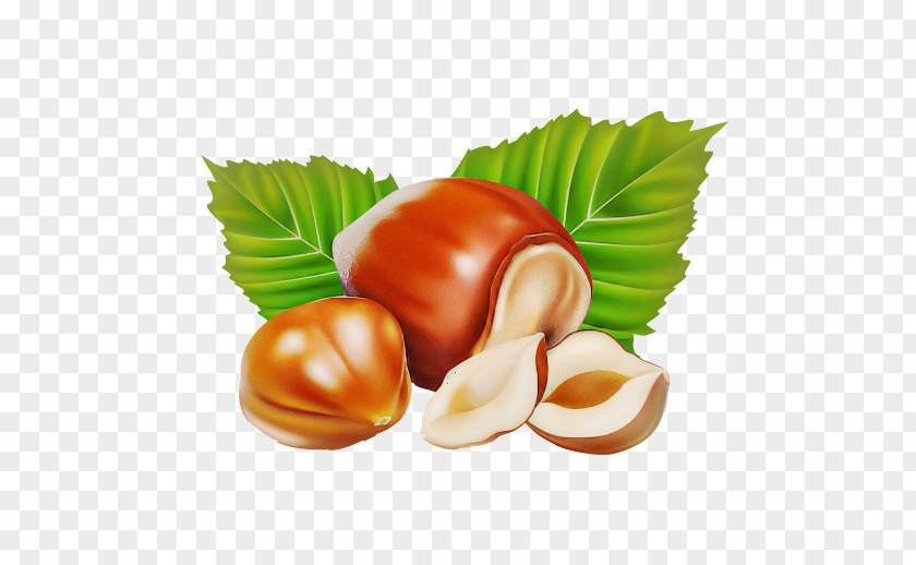 Hazelnut Chestnut Food Nut Nuts & Seeds PNG