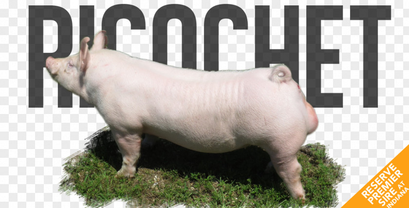 Ricochet Domestic Pig .de Musical Instruments Wind Instrument Drum PNG