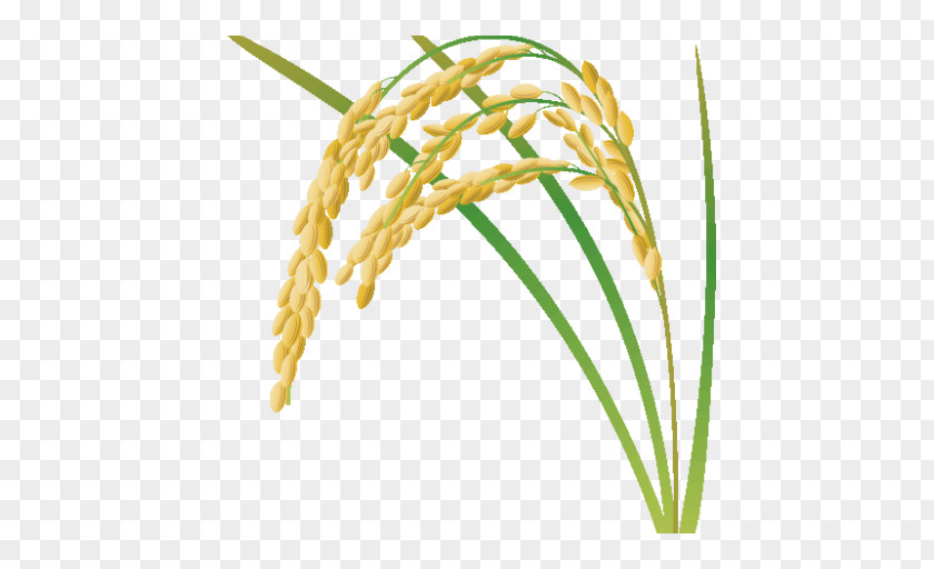 Sweet Grass Elymus Repens Flower PNG
