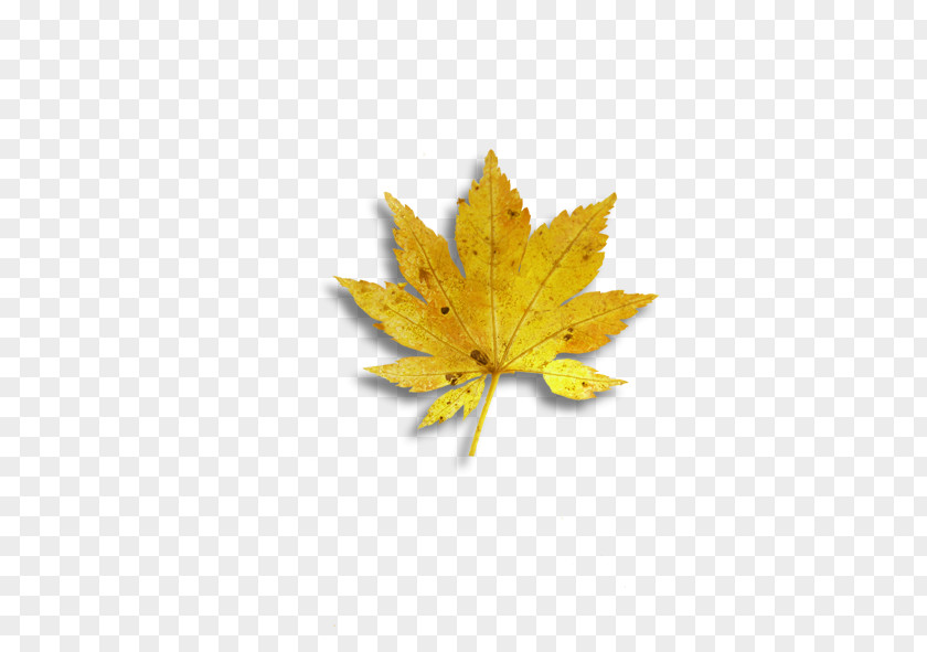 Yellow Maple Leaf PNG
