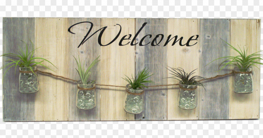 Air Plant Picture Frames Rectangle PNG