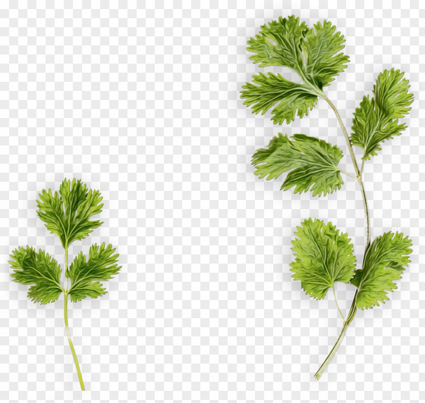 Chinese Celery Vegetable Parsley PNG