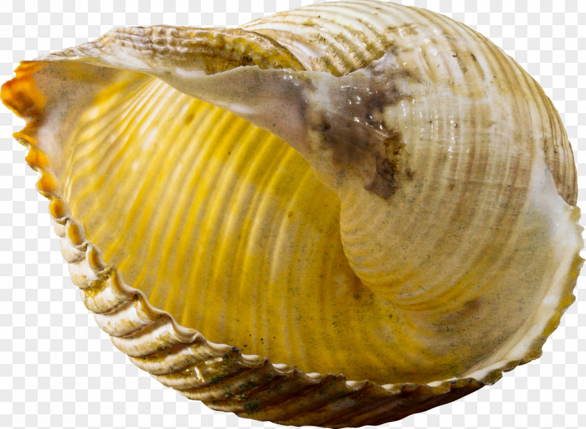 Conch Free Download Seashell Gastropod Shell Snail PNG