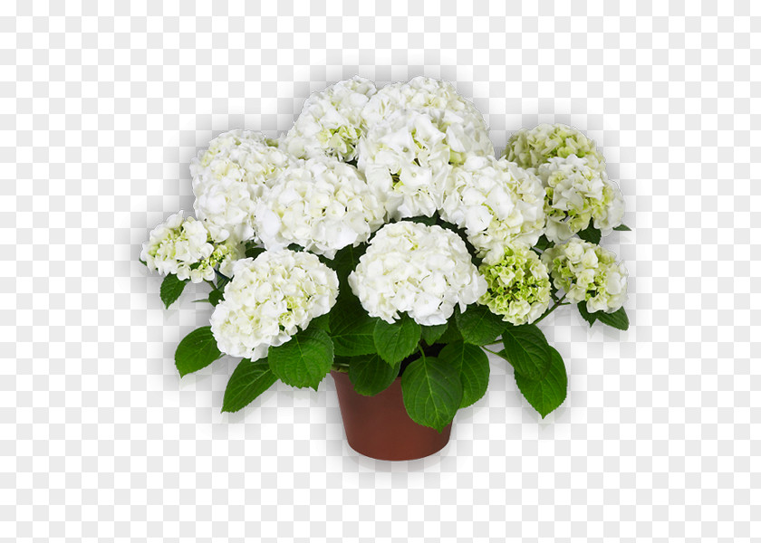 Flower French Hydrangea Cut Flowers Floriculture PNG