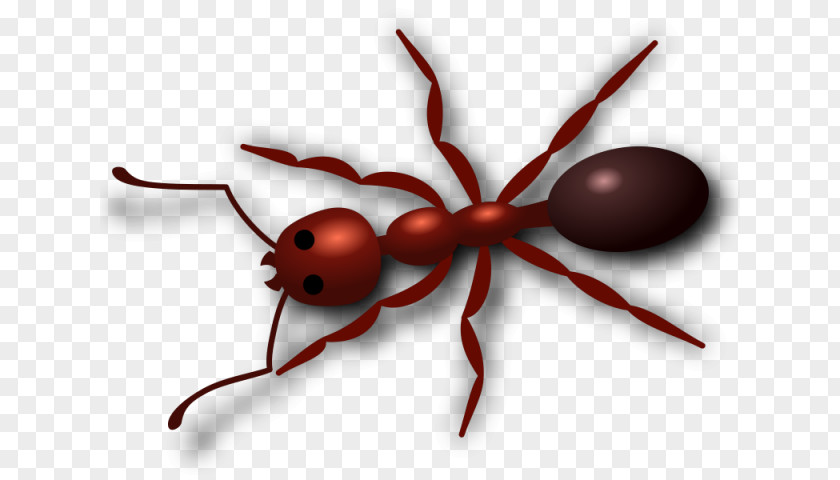 Parasite Termite Spider Cartoon PNG