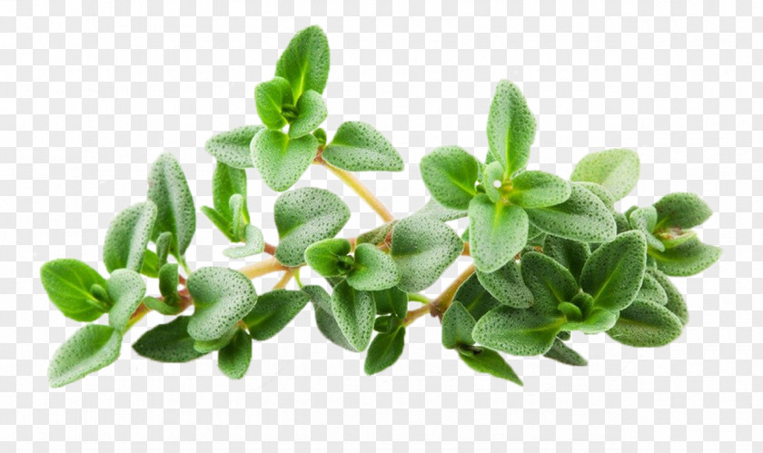 Thymus Background Breckland Thyme Stock.xchng Stock Photography Royalty-free PNG