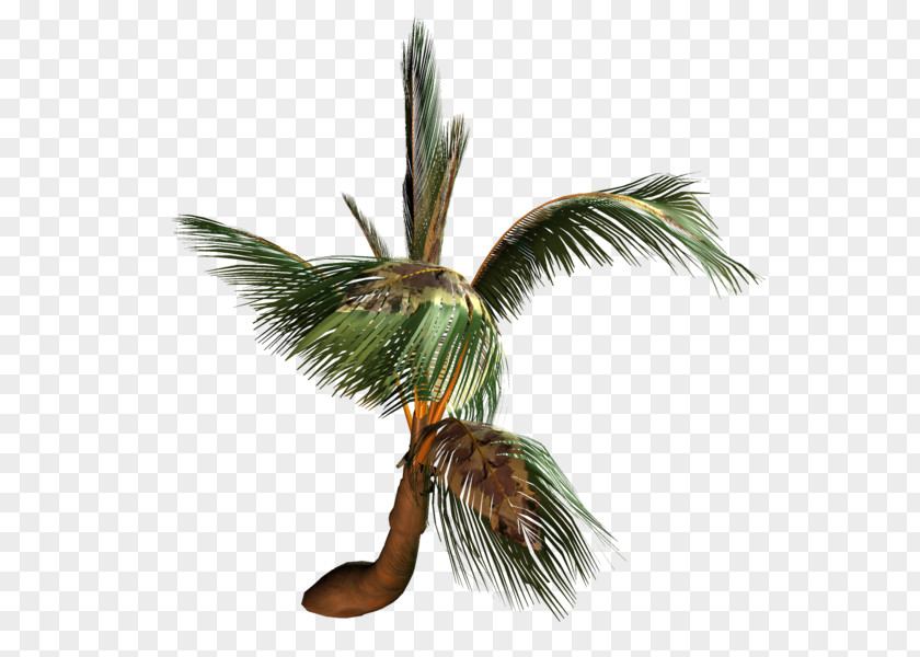 Coconut Arecaceae Tree Painting PNG