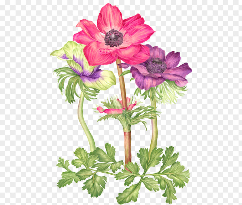 Floral Design PNG