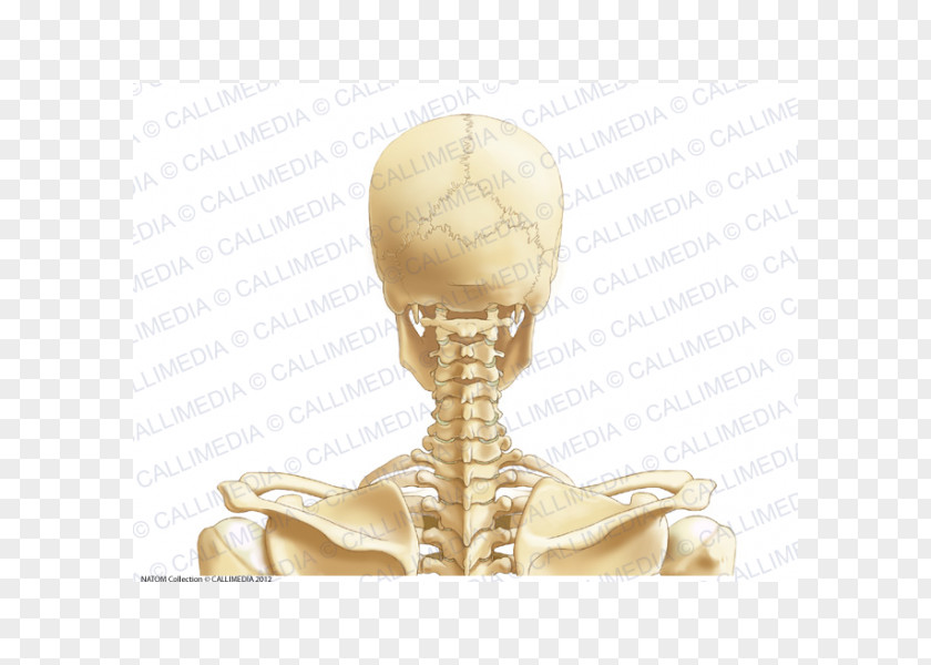 Head And Neck Posterior Triangle Of The Anatomy Vein Cervical Vertebrae PNG