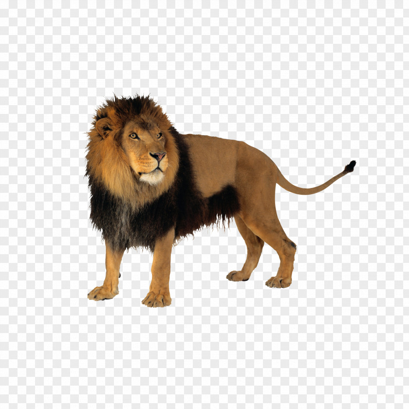 Lion Cat Tiger Clip Art PNG