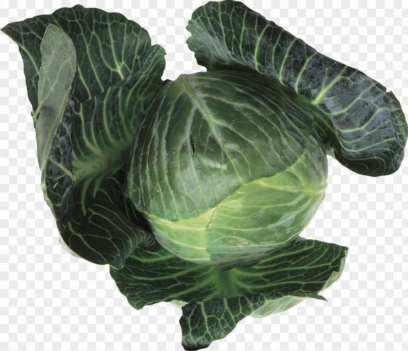 Cabbage Collard Greens Leaf Vegetable Food Brussels Sprout PNG