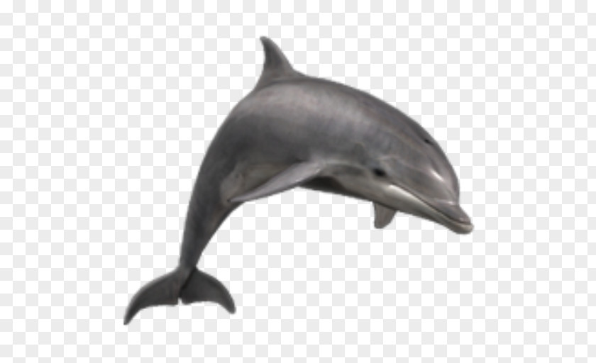Dolphin Common Bottlenose Short-beaked Wholphin Tucuxi Rough-toothed PNG