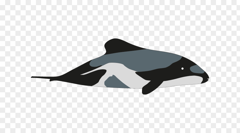 Dolphin Hector's Porpoise Killer Whale Drawing PNG