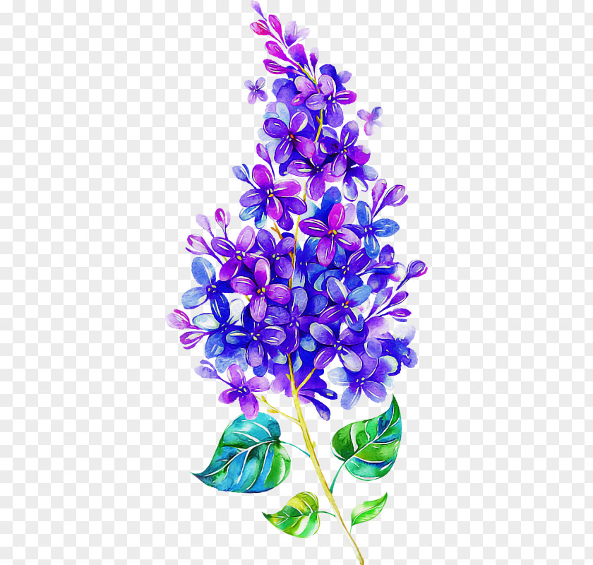Lavender Flowering Plant PNG