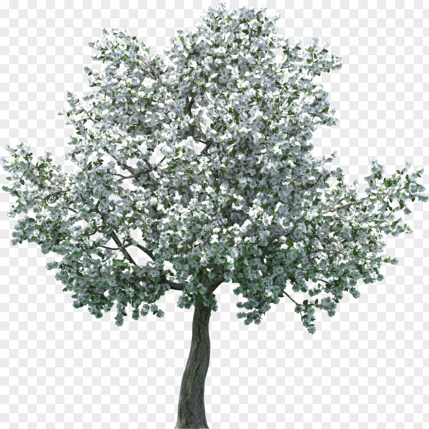 Plant Stem Malus Cherry Blossom Tree PNG