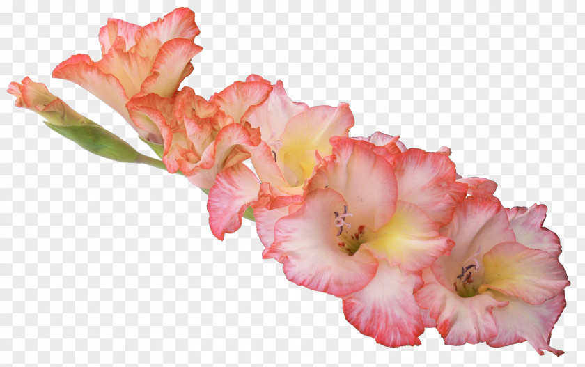 Tropical Flowers Display Resolution Gladiolus High-definition Television PNG