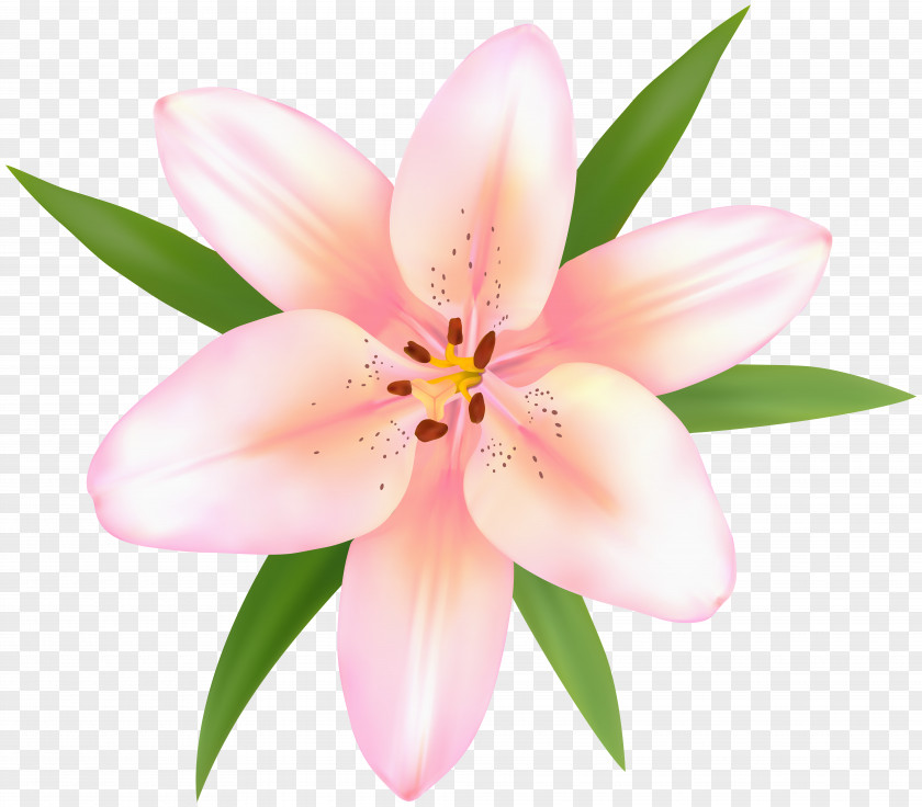 Alstroemeria Flower Clip Art Image Resolution PNG