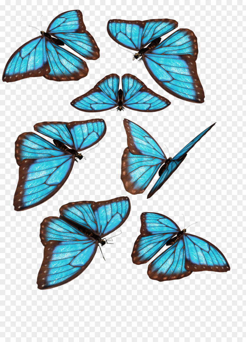 Butterfly Monarch Morpho Menelaus Blue PNG