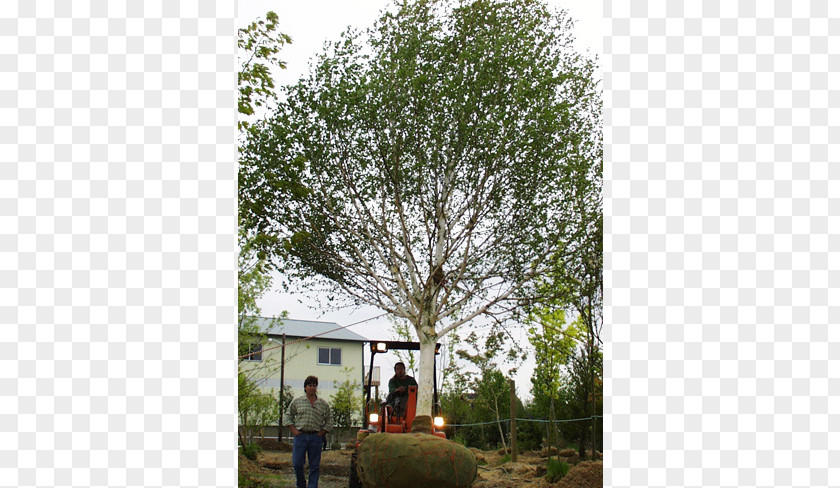 Deciduous Specimens Branch Shade Tree Shrub Evergreen PNG