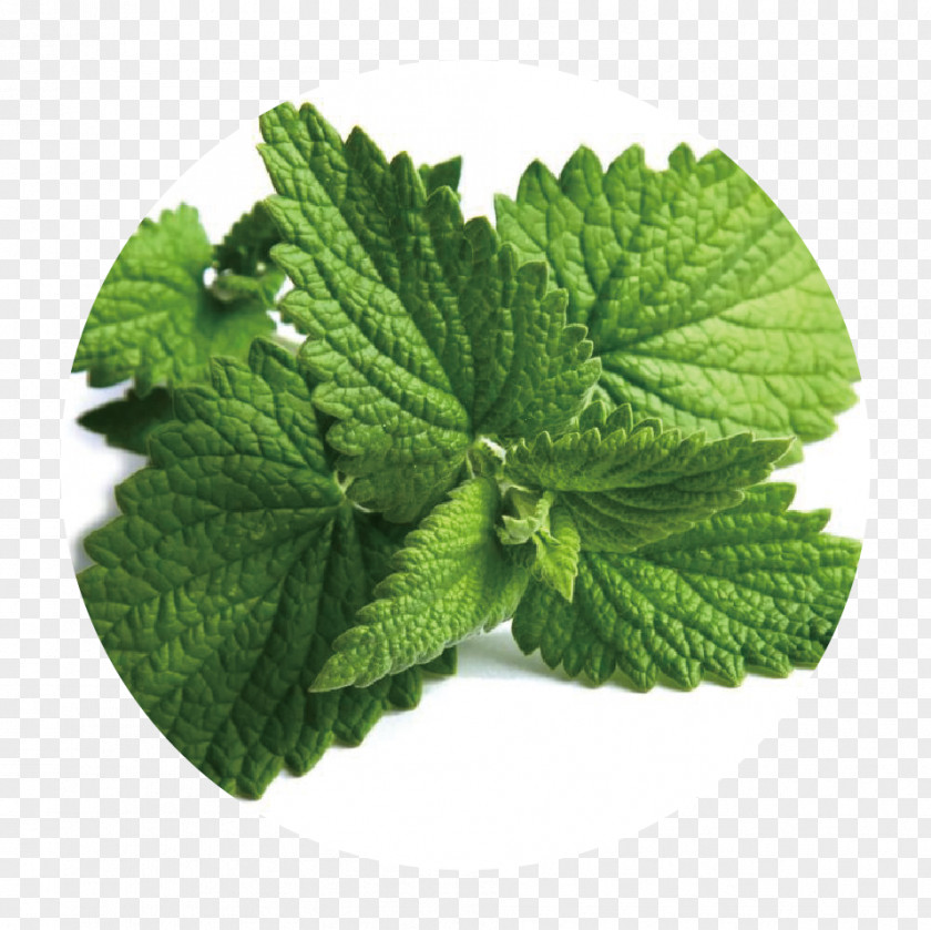 Peppermint Extract Spearmint Herb Food PNG