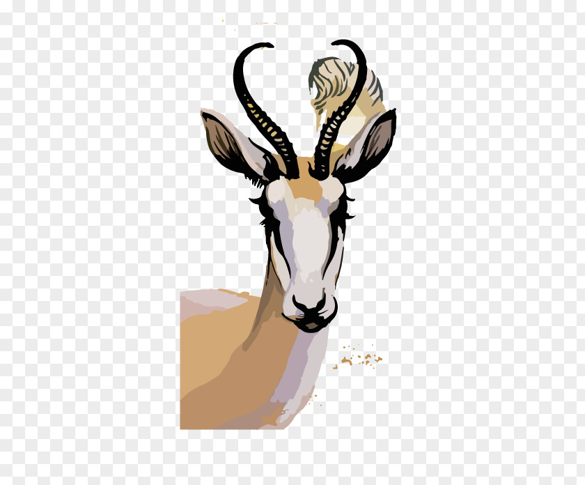 Sheepshead Springbok Watercolor Painting Photography Illustration PNG