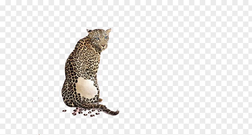 A Crouching Leopard Advertising Animal Print PNG