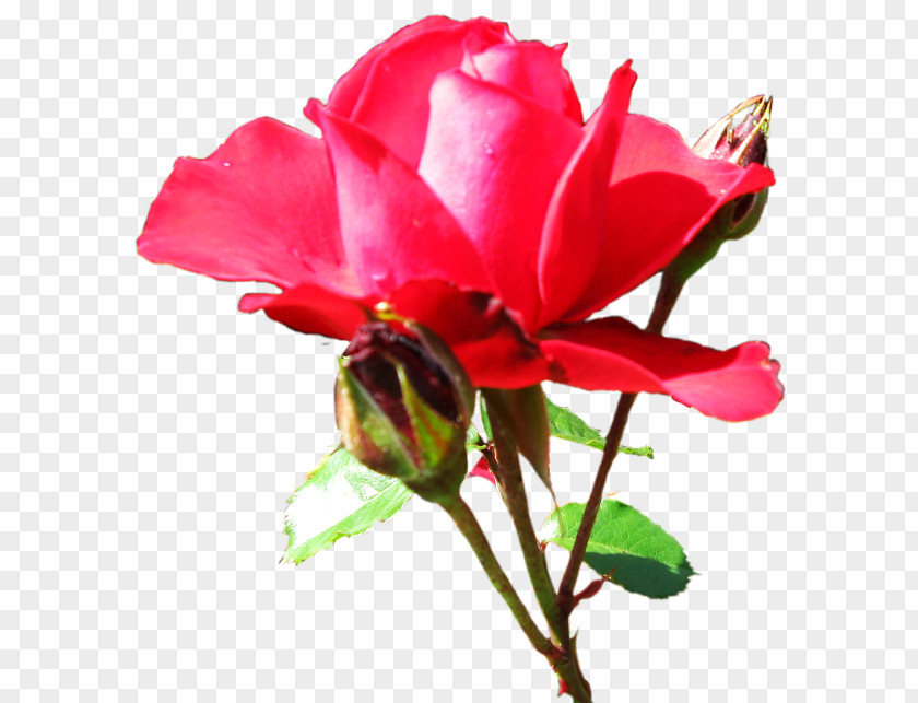 Garden Roses Cabbage Rose Floribunda Cut Flowers Desktop Wallpaper PNG