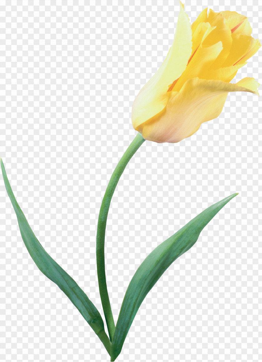 Tulip The Tulip: Story Of A Flower That Has Made Men Mad Yellow Tulipa Clusiana PNG