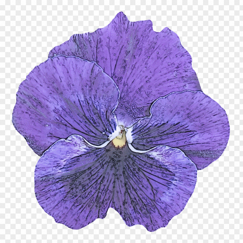 Violet Family Viola Flower Purple Petal Plant PNG
