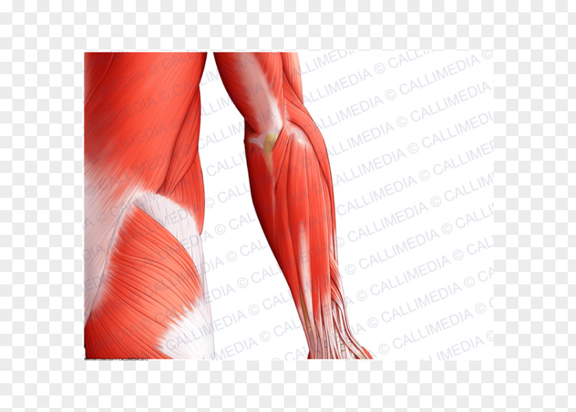 Arm Thumb Elbow Muscle Shoulder Forearm PNG