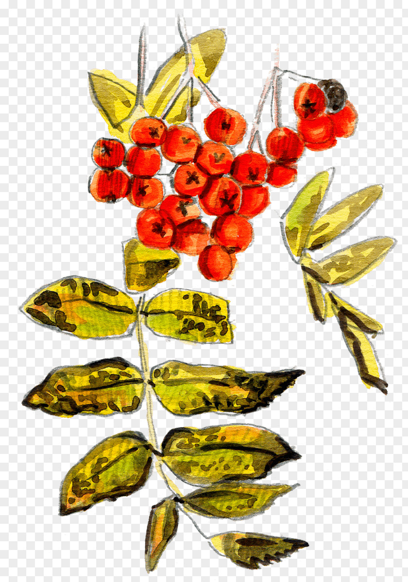 Baies De Sorbier Fruit PNG