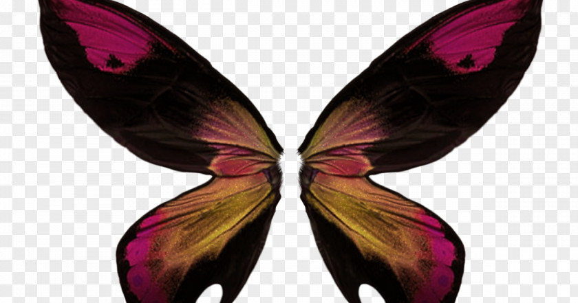 Butterfly Image Insect Wing PNG
