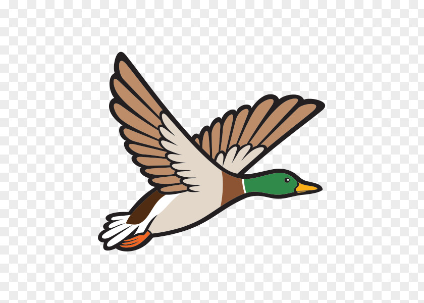 Duck Mallard Bird Clip Art PNG