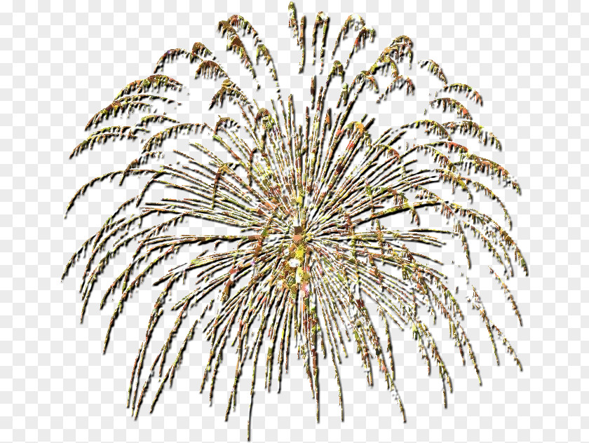 Grasses Fireworks LINE PNG