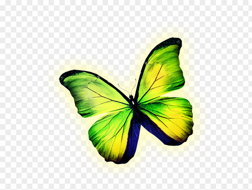 Green Butterfly Yellow Royalty-free Illustration PNG